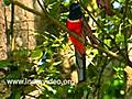 Malabar Trogon Bird | BahVideo.com