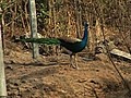 Man Takes Care Of 350 Peacocks | BahVideo.com