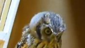 Cute Owl Hunts Invisible Prey | BahVideo.com