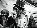 Quit Smoking Monkey | BahVideo.com