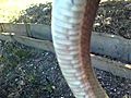 Snake hiss | BahVideo.com