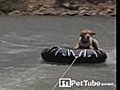 Pup s Inner Tube Ride | BahVideo.com