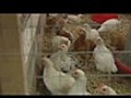 Chickens Can feel Empathy  | BahVideo.com