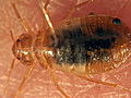 Animals Bed Bugs on the Rise | BahVideo.com