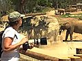 Elephant Rush | BahVideo.com