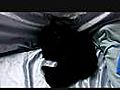 Jamilia zwischen den Katzen | BahVideo.com