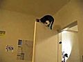 Mission Impossible Cats Free Funny Videos  | BahVideo.com