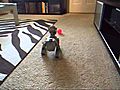 AIBO Peeing | BahVideo.com