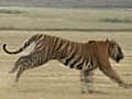 Tiger mauls three in Mathura village | BahVideo.com
