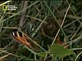 Flying insects Pt 4 -  | BahVideo.com