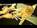 Le record du monde de trucs-sur-mon-chat  | BahVideo.com