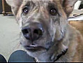 Un chien qui parle nourriture | BahVideo.com