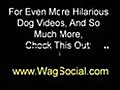 Funny Dogs Videos--Welcome to WagSocial | BahVideo.com