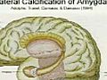 Lecture 3 - Biological Bases of Mind and  | BahVideo.com