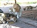 street cats | BahVideo.com