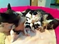 Gretel with Strudel s Babies | BahVideo.com