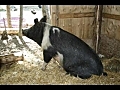 Tejas animal refuge ARRETONS LES USINES A  | BahVideo.com