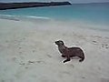 Baby Sea Lion is Too Tired | BahVideo.com
