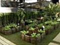 Jardim Botânico de São Paulo realiza exposição de bonsai | BahVideo.com