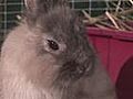 How To Care For Lop Rabbits | BahVideo.com