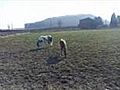 11 mois et 5 jours de vie de spirit en prairie avec son ami aragorn | BahVideo.com