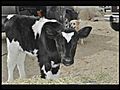 Rescued Calf Running And Photo Carl ACI | BahVideo.com
