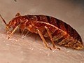 How to know if you have bedbugs | BahVideo.com