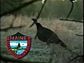 Maine 2007 Turkey Hunt | BahVideo.com