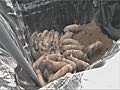 South Korea Burying Pigs Alive | BahVideo.com