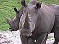 Southern White Rhinos | BahVideo.com