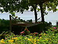Royalty Free Stock Video HD Footage Yellow and Pink Allamanda Flowers at Virgin Gorda Virgin Islands | BahVideo.com