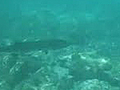 Barracuda Attacks Man | BahVideo.com