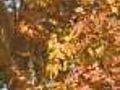 Businesses See Green In Fall Foliage | BahVideo.com