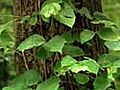 Poison Ivy | BahVideo.com