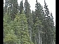 British Columbia Spring Bear Hunt 07 | BahVideo.com