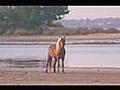 Wild Horses | BahVideo.com