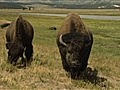 National Geographic Travel - Yellowstone  | BahVideo.com