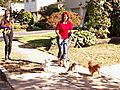 It s Me or the Dog How NOT to Walk Six Chihuahuas | BahVideo.com