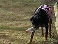 Dog Recycles Plastic Bottles | BahVideo.com