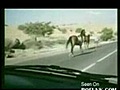 Horse Tramples Car On Highway | BahVideo.com