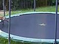 Un couple de Renard essai un trampoline | BahVideo.com