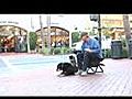 Relationship Between Dog Cat and Rat | BahVideo.com