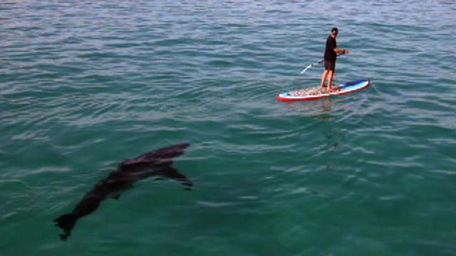 Shark Week Paddling With a Shark | BahVideo.com