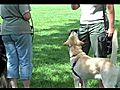 CGC Reaction to another Dog | BahVideo.com