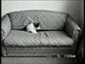 Funny Cats | BahVideo.com
