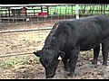 Maine Angus Bull | BahVideo.com