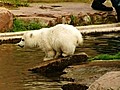 Polar Bear Play time | BahVideo.com