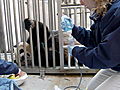 Animals National Zoo Looks for Panda Pregnancy | BahVideo.com