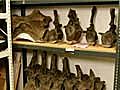 Inside a Museum Hidden Dinosaur Bones Revealed | BahVideo.com