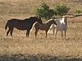 Horses | BahVideo.com